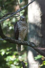 Brown Tail Hawk
