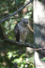 Brown Tail Hawk