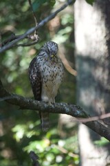 Brown Tail Hawk