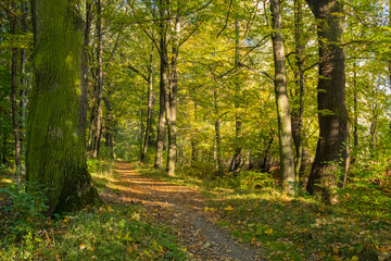 Pathway in the autumn forest.