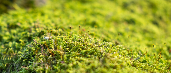 Close up of green moss in the forest