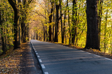 Obraz premium Road in the autumn forest