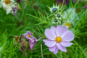 Obraz premium Life stages of cosmos flower