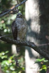 Brown Tail Hawk