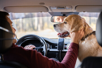 A man travels by car with his dog in an autumn forest. The owner and his golden retriever look out the car window.