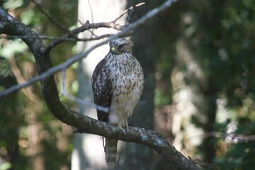Brown Tail Hawk