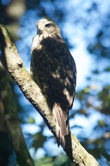 Brown Tail Hawk