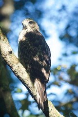 Brown Tail Hawk