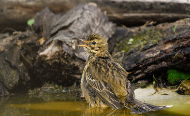 closeup common pipit bathing