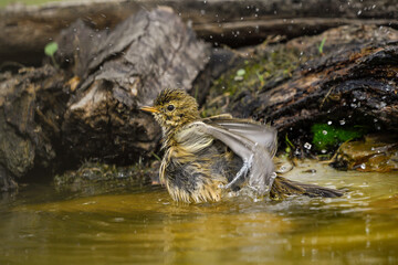 closeup common pipit bathing