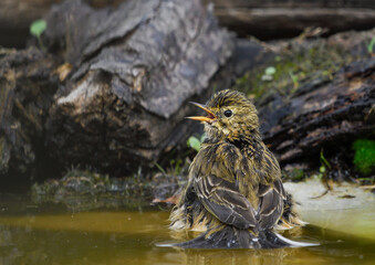closeup common pipit bathing