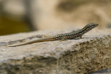 Naklejka na ściany i meble Close-up of a lizard with a regrown tail