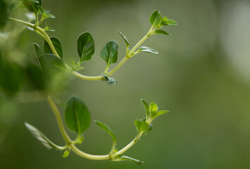 Thyme branch green leaves on nature background.