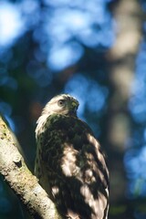 Brown Tail Hawk