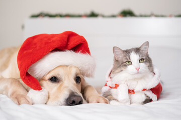 Adorable dog and cat lying on a white bed wearing a Santa Claus Christmas hat. A pet Christmas...