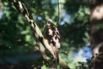 Brown Tail Hawk