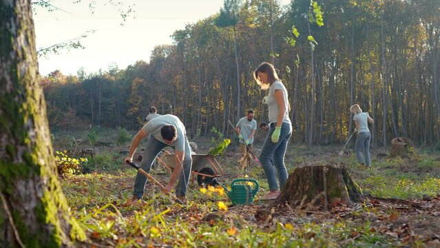 Couple of environmental activists planting trees near forest and protecting wood. Outside. Friends working in park with tree seedlings on fall sunny day. Coworking for nature. Social work.