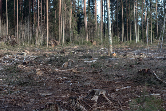 Deforestation, forest clearing,tree stumps and felled forest. Deforested area in a forest with cutted trees