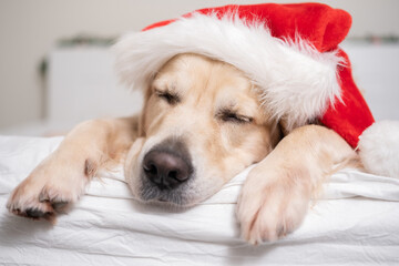 A dog sleeps in a red santa claus hat for Christmas. Postcard with a golden retriever for the new...