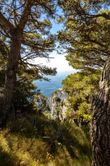 Looking through vegetation that is framing a deep blue of the Mediterranean Sea on a bright sunny day.