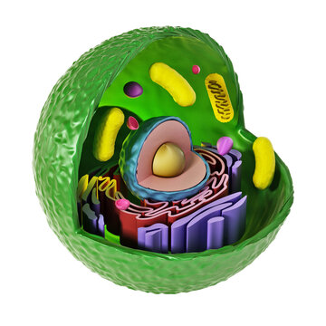 Animal cell anatomy on transparent background