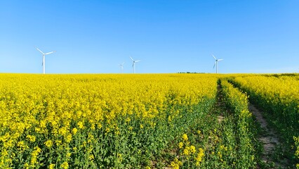 The wind turbines are located in a wide field that is planted with rapeseed The rapeseed is in bloom. A dirt road runs through the field. Above the yellow blooming field is a bright blue cloudless sky