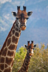 giraffes and mountain 