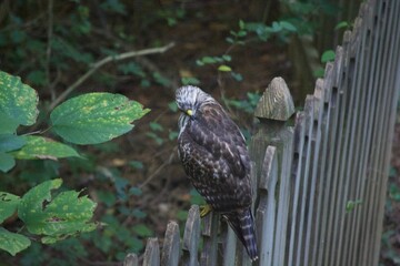 Brown Tail Hawk