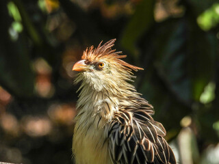 A guira cuckoo perched on a branch