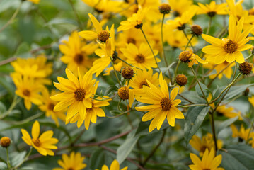 Oxeye Sunflowers Growing Wild In The Field
