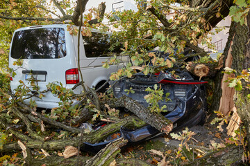 a strong wind broke a tree that fell on a cars parked nearby