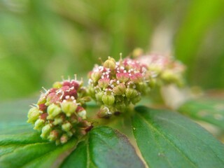flora y fauna