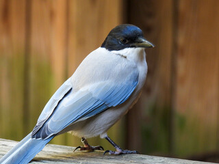 An azure-winged magpie standing on a rail