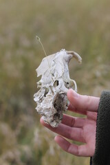 man's hand holding a skull on a biology study trip