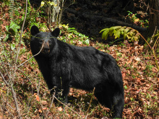 Naklejka na ściany i meble Large black bear in Catalochee Valley, North Carolina