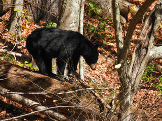 Obraz na płótnie Canvas Large black bear in Catalochee Valley, North Carolina