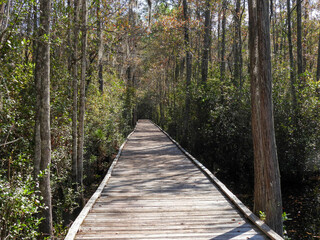 Fototapeta premium Wooden boardwalk through the trees in the Okefenokee Swamp