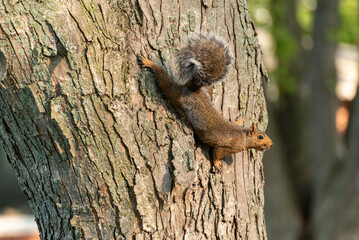 Grey Squirrel On A Tree Trunk In September