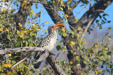 yellow billed hornbill