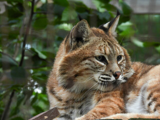 Captive bobcat in Hayward, Wisconsin