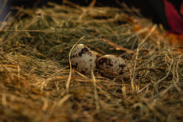 quail eggs in the nest against the background of hay and dry leaves
