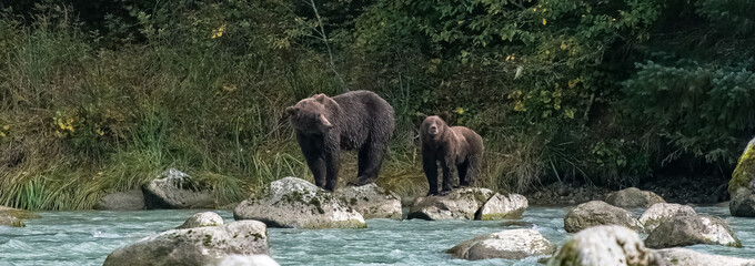 Grizzlys in the river in Alaska, a female bear with cub