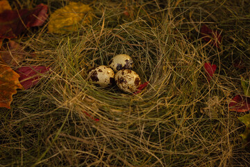 quail eggs in the nest against the background of hay and dry leaves