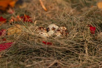 quail eggs in the nest against the background of hay and dry leaves