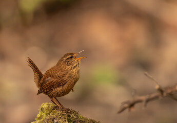 Wren Singing (Troglodytidae)
