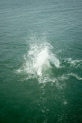 Fototapeta premium Sea water splashes after jumping to the ocean on dark green ripples background