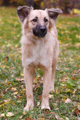 black dog full closeup on green grass background