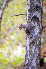 Obraz premium squirrel on a tree, summer