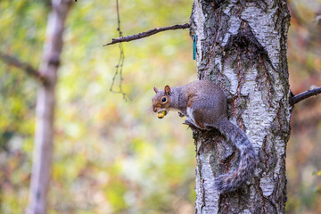 squirrel on a tree, summer
