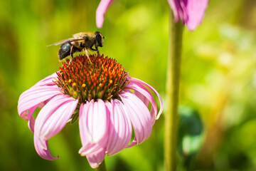 Abeille sur une fleur